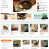 Thiết kế website bán hàng vật phẩm phong thủy